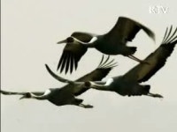 DMZ 중부지역, 450종 야생동식물 서식 확인