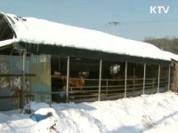 살처분 완료…주변지역 확산 차단