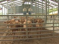 소·돼지 살처분, 구제역 오늘이 고비