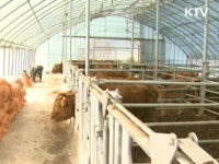 경북 봉화·영주서 구제역 발생