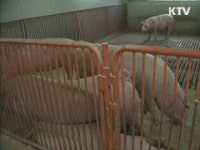 연천 구제역 의심 돼지 시중유통 안돼