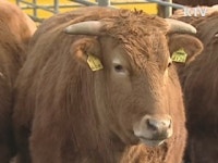 대규모 농가부터 축산업 허가제 도입