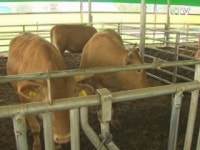 취약산업 경쟁력 강화로 개방 파고 넘는다