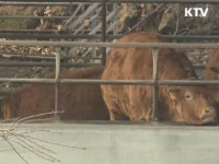 경북 영양 구제역 의심 한우 음성 판정
