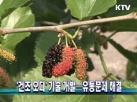 건조 오디 기술 개발···유통문제 해결