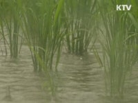 태풍 덴빈 전남 상륙…오늘 내륙 관통