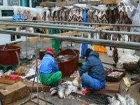 거제 앞바다로 대구가 돌아온다 [시니어 리포트]