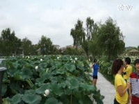 백제문화, 천만 송이 연꽃으로 활짝 [국민리포트]