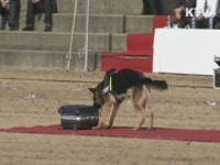최고 탐지견은 바로 나