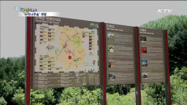 이국적 정취 원대리 자작나무숲 개방