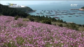 청산도 느림의 길…가을빛으로 물들다