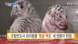 크림반도서 희귀동물 벵골 백호 세 쌍둥이 탄생 [월드 브리핑]