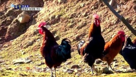 정유년 붉은 닭띠 해…토종닭 농장을 가다