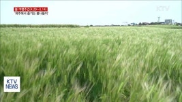 제주에서 즐기는 봄나들이…청보리 물결