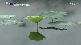 화천 서오지리의 늦여름 [한국의 美]