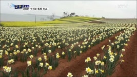 각양각색 수선화 섬···축제 취소 아쉬움