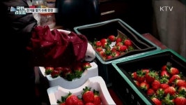 한겨울 미각 돋우는 딸기 수확 한창