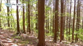 장성 축령산 편백숲 숲 배움터 국제 인증