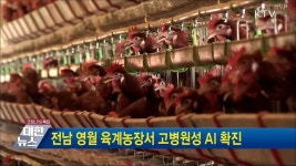 전남 영월 육계농장서 고병원성 AI 확진