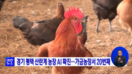 경기 평택 산란계 농장 AI 확진···가금농장서 10번째