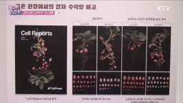 감자 전래 200주년 다양한 체험 좋아요