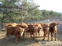 [장애인신문]구제역에 강원도가 무너지고 있다