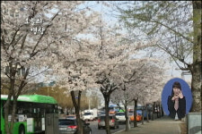 오늘의 영상 / 봄을 알리는 꽃들