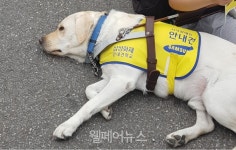 시각장애인 안내견 출입 거부한 음식점 신고할 테면 해봐