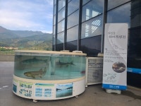 전남해양수산과학원, 섬진강으로 돌아온 연어 대폭 늘었다