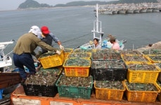 태안반도 꽃게풍년