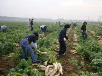 농번기 일손부족 농가 봉사