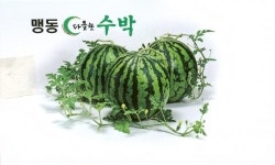 수박 홍보대사 나선 이장님들