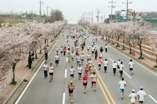 예산 벚꽃길 새단장해요