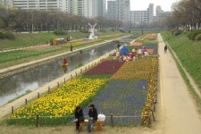 안산 호수공원 꽃으로 물들다