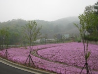 목련공원으로 꽃구경 오세요