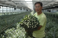 금산국화 일본에서 인기짱