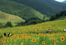 태백 구와우는 지금 노란 바다