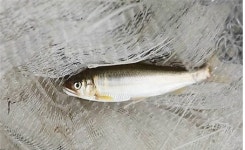 청계천에 은어 산다…동식물 463종 서식