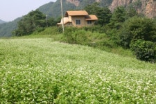 메밀꽃 축제로 오세요