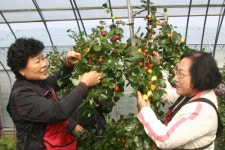 대추따며 추억 알알이