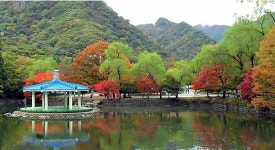 내장산 단풍 절정..대중교통ㆍ도보로 즐기자