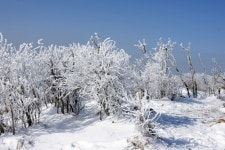 태백산 은빛 세상 변신