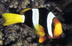 제주산 해수관상어 첫 해외 수출