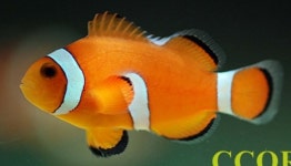 제주산 해수관상어 첫 해외 수출