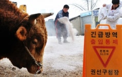구제역으로부터 싸움소를 지켜라
