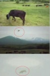 UFO 소 납치 영상 공개…네티즌조작 아냐?
