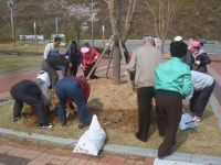 일성1차APT노인회, 쌍용공원에 칸나 식재