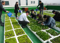 옥상채소농장 일석삼조