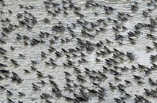 청주서 대이동 두꺼비들 수천마리 로드킬