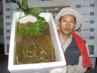 산삼 11뿌리 심봤다 서산 행운의 사나이